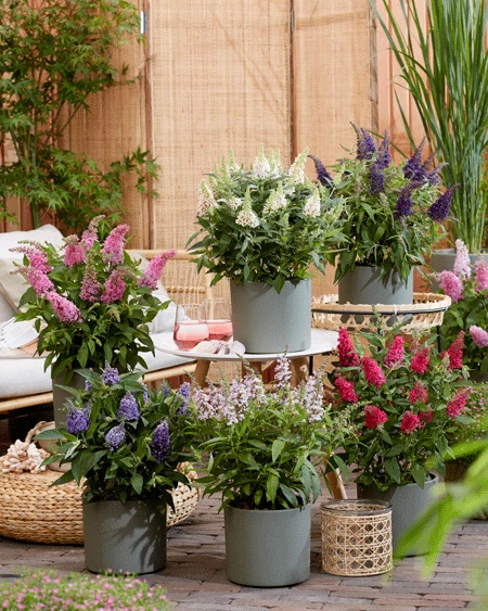 Schmetterlingsflieder Butterfly Candy® (versch. Farben) Buddleja Davidii 1 Schmetterlingsflieder Butterfly Candy® (versch. Farben) Buddleja Davidii