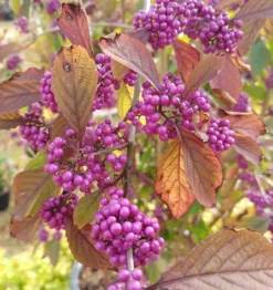 Schönfrucht, Liebesperlenstrauch Callicarpa Bodinieri `Profusion´ -Obstbaumladen callicarpa