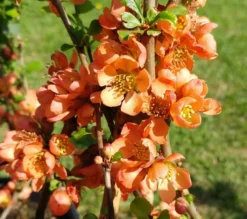 Nordische Zitrone, Zierquitte `Cido´ Chaenomeles Japonica `Cido´ -Obstbaumladen cido 1