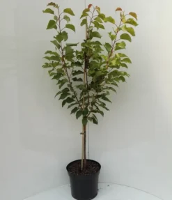 Kompakt Wachsende Aprikose `CompactaⓇ´ Prunus Armeniaca `Compacta´ -Obstbaumladen compacta