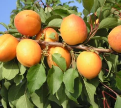 Kompakt Wachsende Aprikose `CompactaⓇ´ Prunus Armeniaca `Compacta´