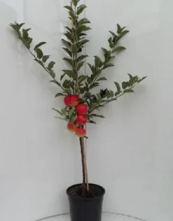 Elstar ® Malus Domestica -Obstbaumladen elstar bscuhbaum