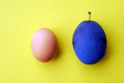 Haganta (S) Prunus Domestica `Haganta´ -Obstbaumladen haganta12