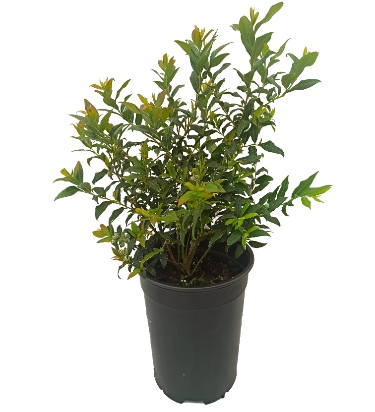 Heidelbeere `Hortblue Petite´ Kompakt Wachsend Vaccinum Corymbosum `Hortblue Petite´ 2 Heidelbeere `Hortblue Petite´ Kompakt Wachsend Vaccinum Corymbosum `Hortblue Petite´ – Bild 2