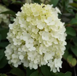 Rispenhortensie `Bobo®´ Hydrangea Paniculata `Bobo´ -Obstbaumladen hortensie bobo1