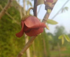 Veredelte Indianerbanane (Paw Paw) `Shenandoah®´ Asimina Triloba `Shenandoah´ -Obstbaumladen indianaerbanane bl te5af9967b504ef