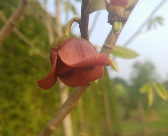 Veredelte Indianerbanane (Paw Paw) `Prima 1216´ (40-60cm) Asimina Triloba `Prima 1216´ 4 Veredelte Indianerbanane (Paw Paw) `Prima 1216´ (40-60cm) Asimina Triloba `Prima 1216´ – Bild 4