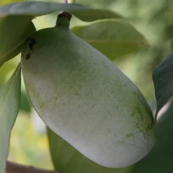 Veredelte Indianerbanane (Paw Paw) `Prima 1216´ Asimina Triloba `Prima 1216´ -Obstbaumladen indianerbanane43