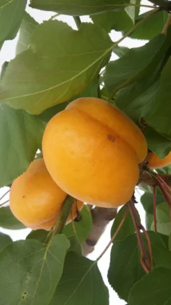 Aprikose Kioto ® Halbstamm Prunus Armeniaca `Kioto´