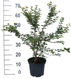 Zwerg-Zierkirsche `Kojou-no-mai´ Prunus Incisa `Kojou-no-mai´ -Obstbaumladen kojou no mai weiss