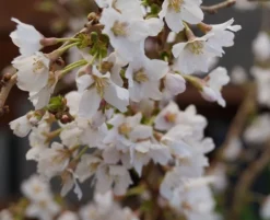 Zwerg-Zierkirsche `Kojou-no-mai´ Prunus Incisa `Kojou-no-mai´ -Obstbaumladen kojou no mai2