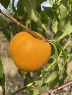 Honig-Nektarine `Bellarina´ Prunus Nucipersica `Bellarina´ -Obstbaumladen nektarine bellarina frucht