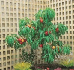 Zwergnektarine `Rubis® Necta ZeeⓈ´ Prunus Nucipersica -Obstbaumladen nektarine necta zee rubis baum