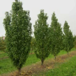 Säulen-Pfirsich `Ellora´ Prunus Persica `Ellora´ -Obstbaumladen pfirsich ellora baeume
