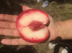 Säulen-Pfirsich `Ellora´ Prunus Persica `Ellora´ -Obstbaumladen pfirsich ellora frucht1