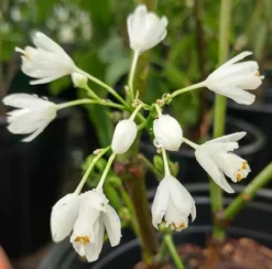Rispen-Pimpernuss Staphylea Pinnata -Obstbaumladen pimpernuss2