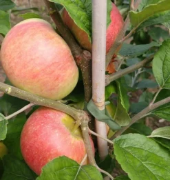 Prinz Albrecht Von Preußen Malus Domestica -Obstbaumladen prinz albrecht 1