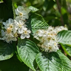 Erlenblättrige Eberesche `Red Bird´ Sorbus Alnifolia `Red Bird´ -Obstbaumladen red bird 2
