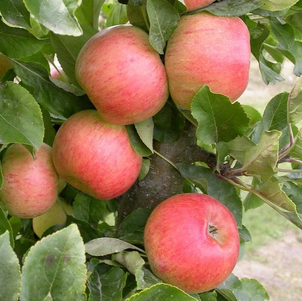 Säulenapfel Rhapsodie Ⓢ Malus Domestica 1 Säulenapfel Rhapsodie Ⓢ Malus Domestica