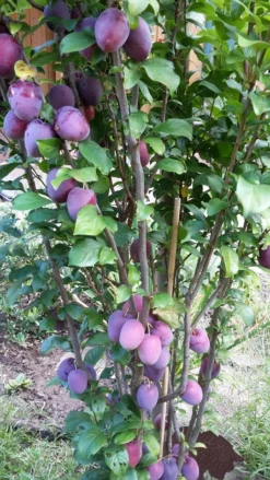 Rote Säulen-Mirabelle `Ruby´ Wurzelnackt Prunus Domestica Subsp. Syriaca `Ruby´ -Obstbaumladen ruby2a0Cx9InYDY0Pl