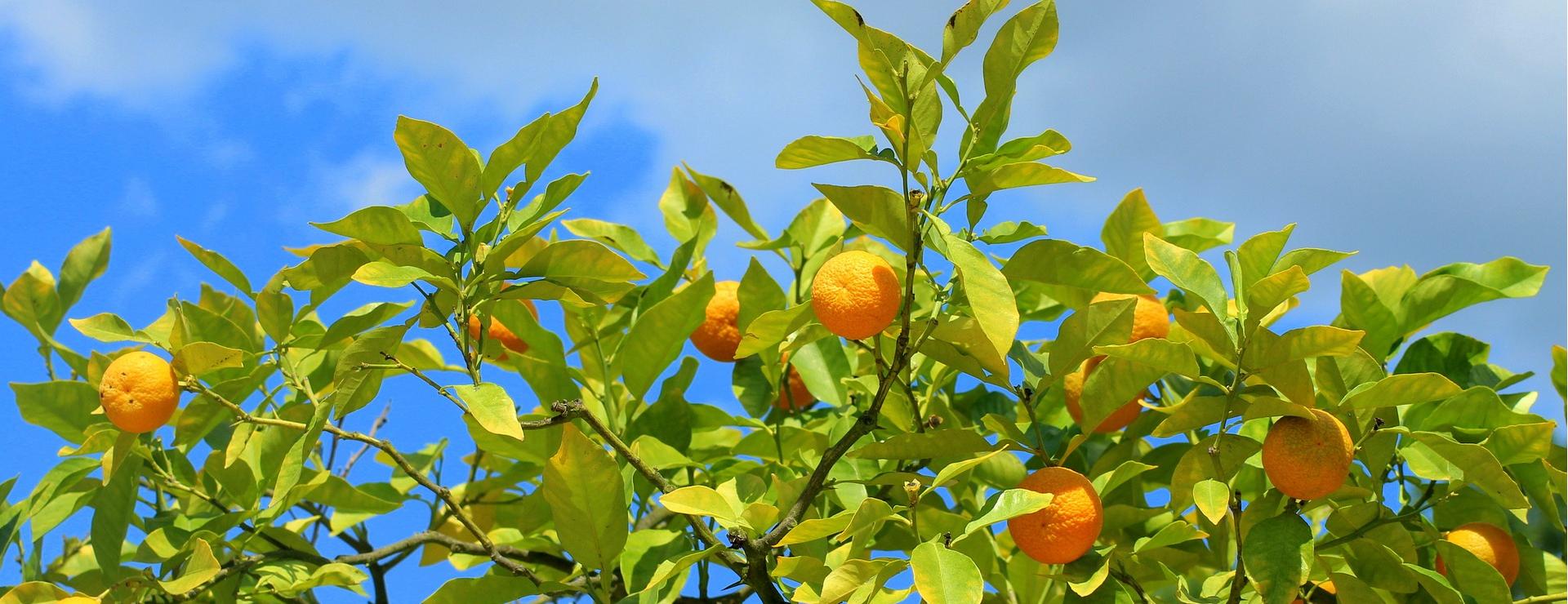 Obstbaumladen 17 Obstbaumladen -Obstbaumladen tangerines 5366002 1920