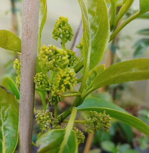 Schwarzer Tupelobaum Nyssa Sylvatica 2 Schwarzer Tupelobaum Nyssa Sylvatica – Bild 2