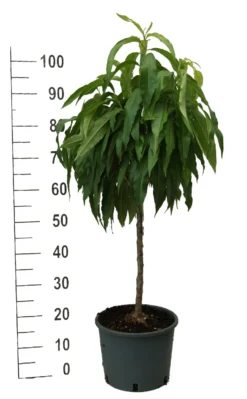 Zwergpfirsich `Bonanza´ Prunus Persica -Obstbaumladen zwergpfirsich weiss