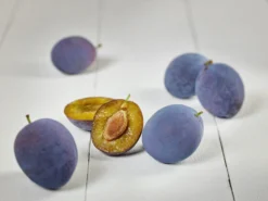 Hanita ® Prunus Domestica `Hanita 11 Hanita ® Prunus Domestica `Hanita -Obstbaumladen zwetschge hanita g